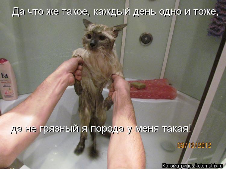 да не грязный я порода у меня такая! Да что же такое, каждый день одно и тоже,... Котоматрица: да не грязный я порода у меня такая! Да что же такое, каждый день одно и тоже,