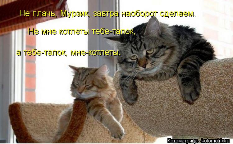 Котоматрица: Не плачь, Мурзик, завтра наоборот сделаем. Не мне котлеты тебе-тапок, а тебе-тапок, мне-котлеты.