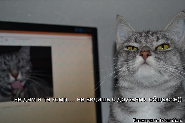 не дам я те комп.... не видишь с друзьями общаюсь))... Котоматрица: не дам я те комп.... не видишь с друзьями общаюсь))