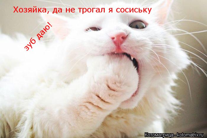Котоматрица: Хозяйка, да не трогал я сосиську зуб даю!