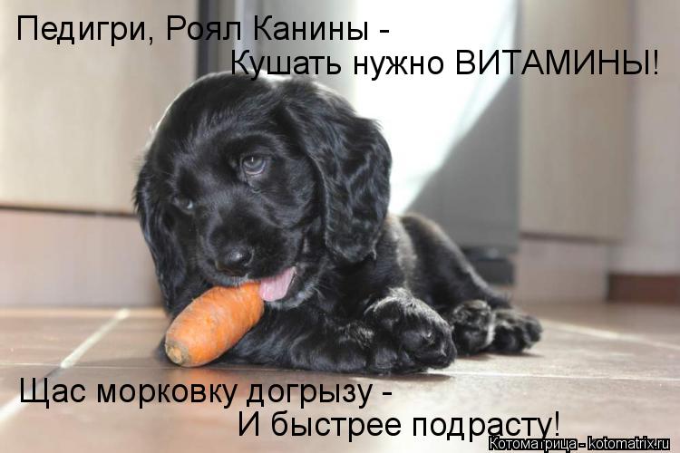 Педигри, Роял Канины - Кушать нужно ВИТАМИНЫ! Щас морковку догрызу - И быстрее подрасту!... Котоматрица: Педигри, Роял Канины - Кушать нужно ВИТАМИНЫ! Щас морковку догрызу - И быстрее подрасту!