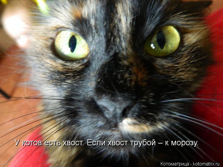 У котов есть хвост. Если хвост трубой – к морозу.... Котоматрица: У котов есть хвост. Если хвост трубой – к морозу.