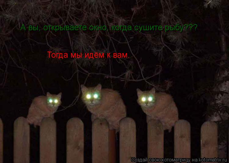 А вы, открываете окно, когда сушите рыбу??? Тогда мы идём к вам.... Котоматрица: А вы, открываете окно, когда сушите рыбу??? Тогда мы идём к вам.