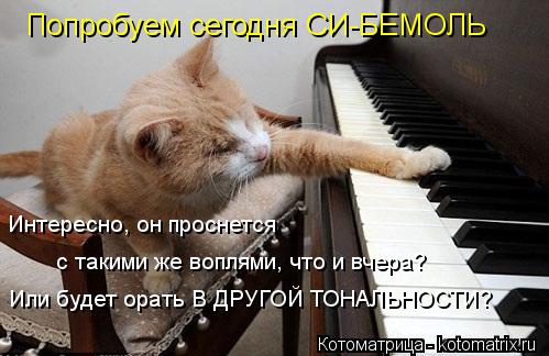 Интересно, он проснется Или будет орать В ДРУГОЙ ТОНАЛЬНОСТИ? с такими же воплями, что и вчера? Попр... Котоматрица: Интересно, он проснется Или будет орать В ДРУГОЙ ТОНАЛЬНОСТИ? с такими же воплями, что и вчера? Попробуем сегодня СИ-БЕМОЛЬ