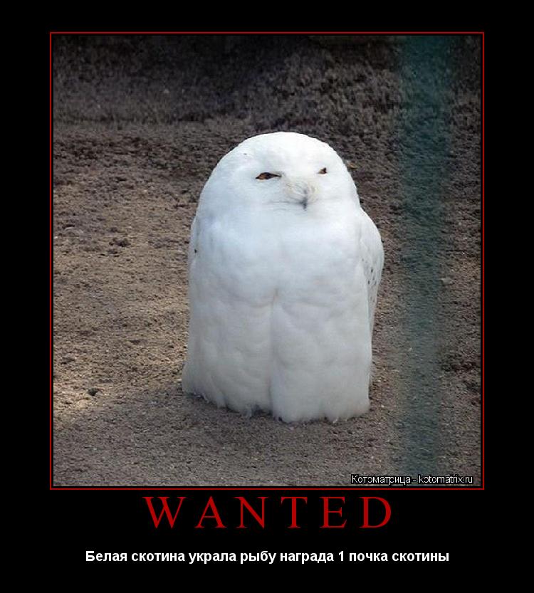 WANTED Белая скотина украла рыбу награда 1 почка скотины... Котоматрица: WANTED Белая скотина украла рыбу награда 1 почка скотины