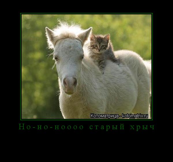 Котоматрица: Но-но-ноооо старый хрыч 