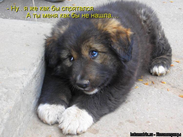 - Ну.. я же как бы спрятался... А ты меня как бы не нашла....... Котоматрица: - Ну.. я же как бы спрятался... А ты меня как бы не нашла....