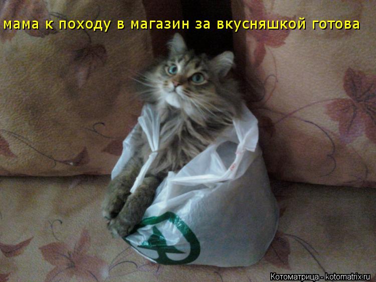 мама к походу в магазин за вкусняшкой готова... Котоматрица: мама к походу в магазин за вкусняшкой готова