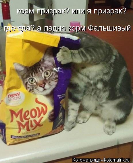 корм призрак? или я призрак? где еда? а ладно корм Фальшивый... Котоматрица: корм призрак? или я призрак? где еда? а ладно корм Фальшивый