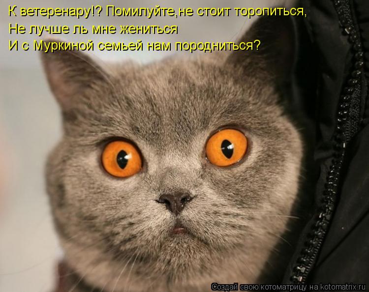 Котоматрица: К ветеренару!? Помилуйте,не стоит торопиться, И с Муркиной семьей нам породниться? Не лучше ль мне жениться