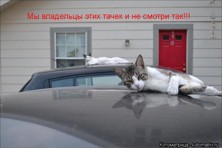 Мы владельцы этих тачек и не смотри так!!!... Котоматрица: Мы владельцы этих тачек и не смотри так!!!