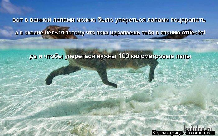 вот в ванной лапами можно было упереться лапами поцарапать а в океане нельзя потому что пока царапаеш... Котоматрица: вот в ванной лапами можно было упереться лапами поцарапать а в океане нельзя потому что пока царапаешь тебя в японию отнесёт! да и чтобы упе