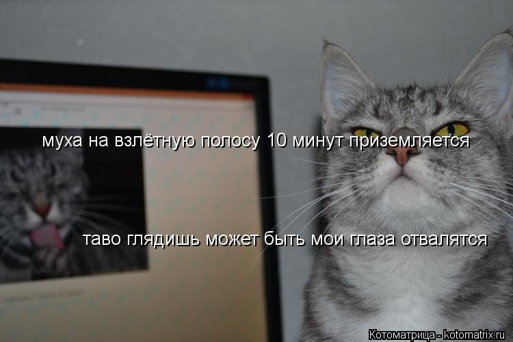 муха на взлётную полосу 10 минут приземляется таво глядишь может быть мои глаза отвалятся... Котоматрица: муха на взлётную полосу 10 минут приземляется таво глядишь может быть мои глаза отвалятся