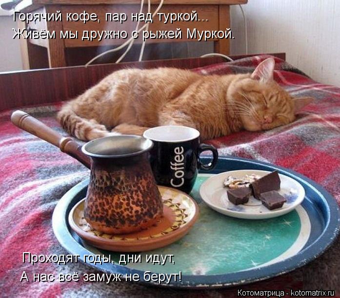 Горячий кофе, пар над туркой... Живём мы дружно с рыжей Муркой. Проходят годы, дни идут, А нас всё за... Котоматрица: Горячий кофе, пар над туркой... Живём мы дружно с рыжей Муркой. Проходят годы, дни идут, А нас всё замуж не берут!