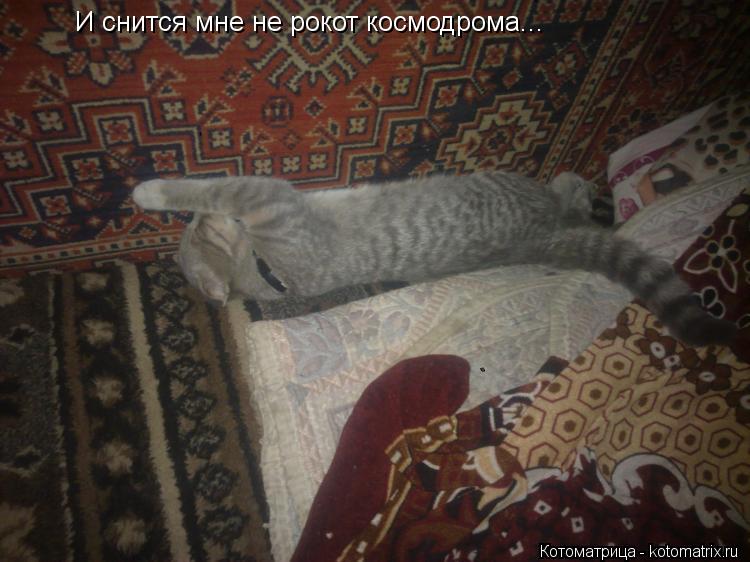 И снится мне не рокот космодрома...... Котоматрица: И снится мне не рокот космодрома...