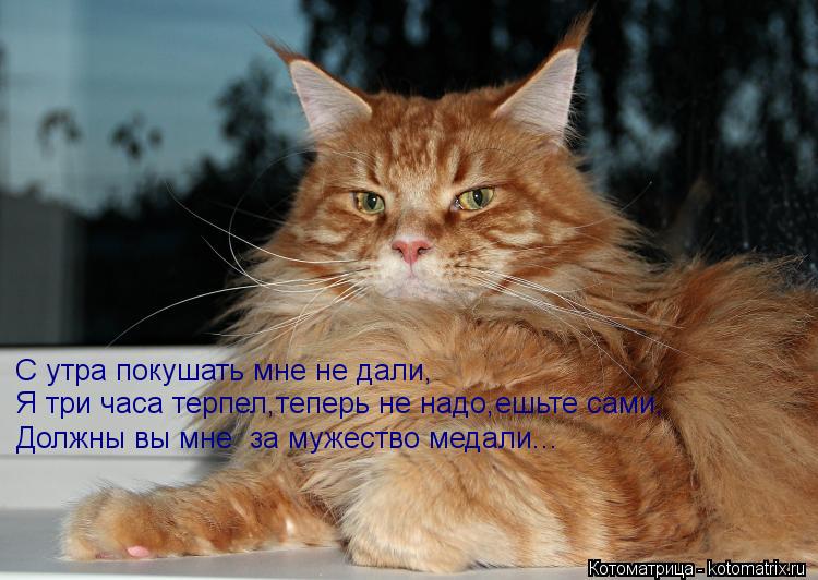 С утра покушать мне не дали, Я три часа терпел,теперь не надо,ешьте сами, Должны вы мне за мужество ... Котоматрица: С утра покушать мне не дали, Я три часа терпел,теперь не надо,ешьте сами, Должны вы мне за мужество медали...