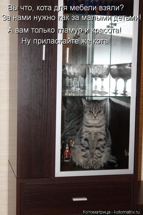 Котоматрица: Вы что, кота для мебели взяли? За нами нужно как за малыми детьми! А вам только гламур и красота! Ну приласкайте же кота!