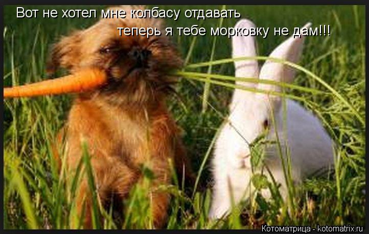 Вот не хотел мне колбасу отдавать теперь я тебе морковку не дам!!!... Котоматрица: Вот не хотел мне колбасу отдавать теперь я тебе морковку не дам!!!