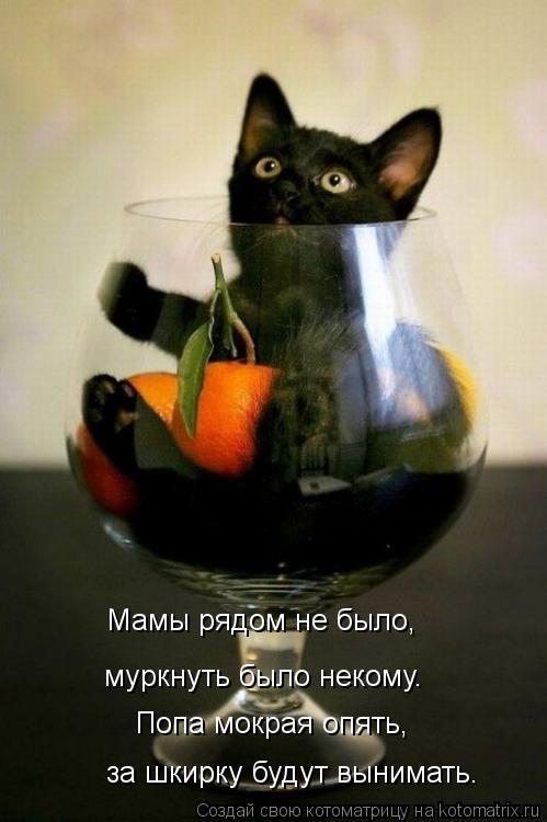 Котоматрица: за шкирку будут вынимать. Попа мокрая опять, муркнуть было некому. Мамы рядом не было,