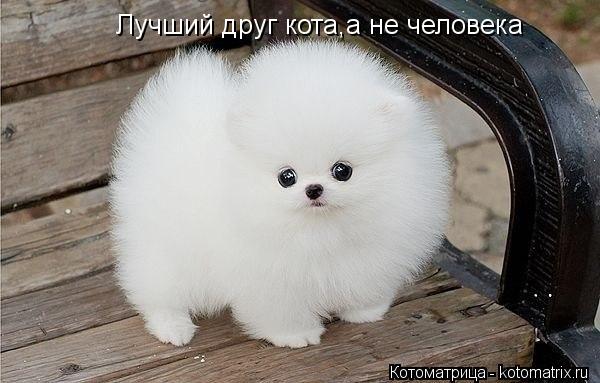 Лучший друг кота,а не человека... Котоматрица: Лучший друг кота,а не человека