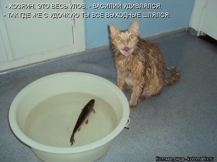 - ХОЗЯИН, ЭТО ВЕСЬ УЛОВ, - ВАСИЛИЙ УДИВЛЯЛСЯ. - ТАК ГДЕ ЖЕ С УДОЧКУЮ ТЫ ВСЕ ВЫХОДНЫЕ ШЛЯЛСЯ.... Котоматрица: - ХОЗЯИН, ЭТО ВЕСЬ УЛОВ, - ВАСИЛИЙ УДИВЛЯЛСЯ. - ТАК ГДЕ ЖЕ С УДОЧКУЮ ТЫ ВСЕ ВЫХОДНЫЕ ШЛЯЛСЯ.