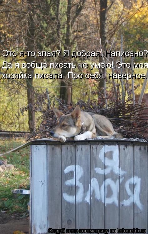 Котоматрица: Это я-то злая? Я добрая. Написано? Да я вобще писать не умею! Это моя хозяйка писала. Про себя, наверное.