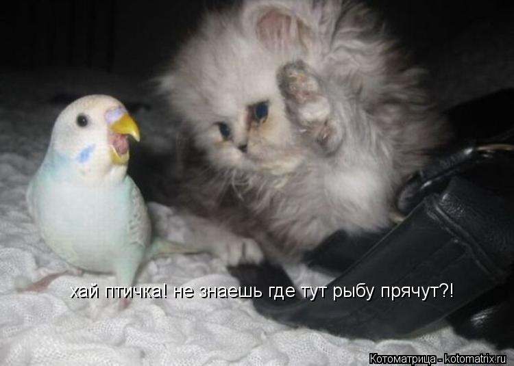 хай птичка! не знаешь где тут рыбу прячут?!... Котоматрица: хай птичка! не знаешь где тут рыбу прячут?!
