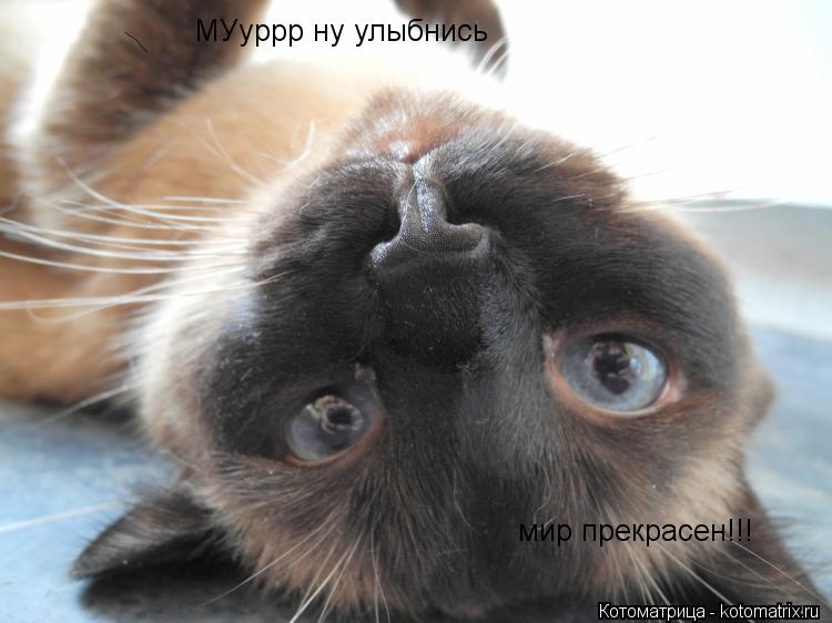 МУуррр ну улыбнись мир прекрасен!!!... Котоматрица: МУуррр ну улыбнись мир прекрасен!!!