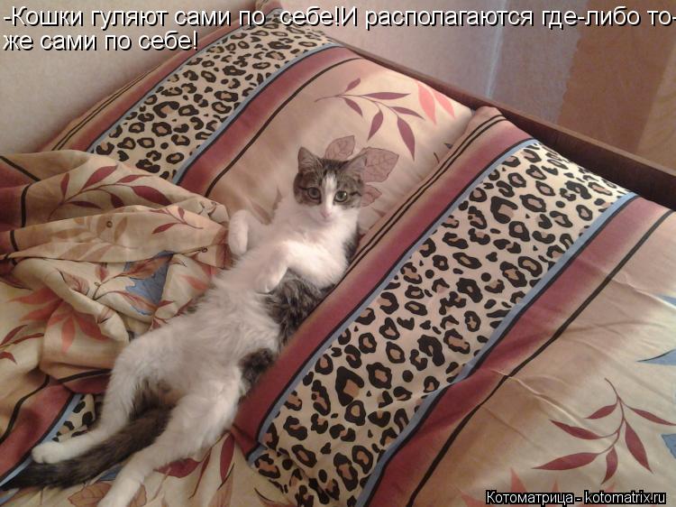 -Кошки гуляют сами по себе!И располагаются где-либо то- же сами по себе!... Котоматрица: -Кошки гуляют сами по себе!И располагаются где-либо то- же сами по себе!