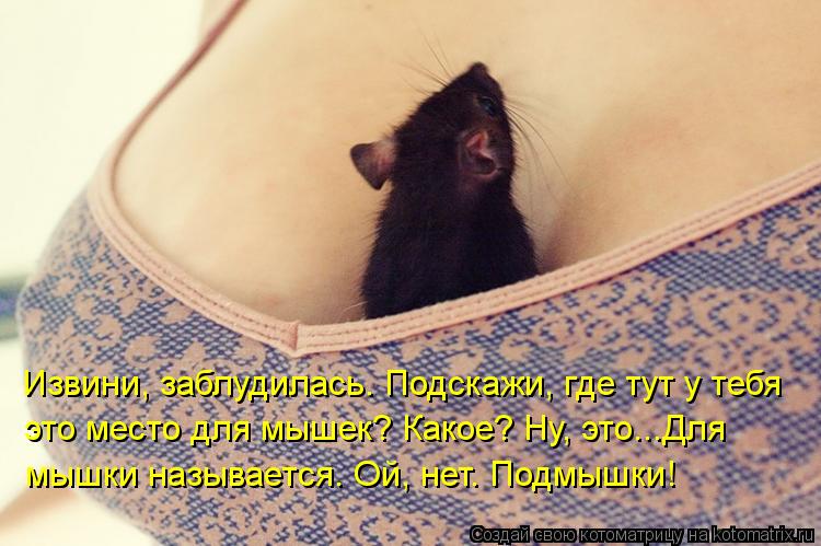 Извини, заблудилась. Подскажи, где тут у тебя это место для мышек? Какое? Ну, это...Для мышки называе... Котоматрица: Извини, заблудилась. Подскажи, где тут у тебя это место для мышек? Какое? Ну, это...Для мышки называется. Ой, нет. Подмышки!
