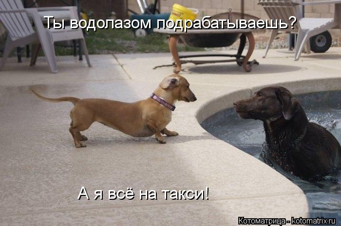 Ты водолазом подрабатываешь? А я всё на такси!... Котоматрица: Ты водолазом подрабатываешь? А я всё на такси!