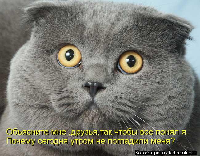 Котоматрица: Объясните мне ,друзья,так,чтобы все понял я. Почему сегодня утром не погладили меня?