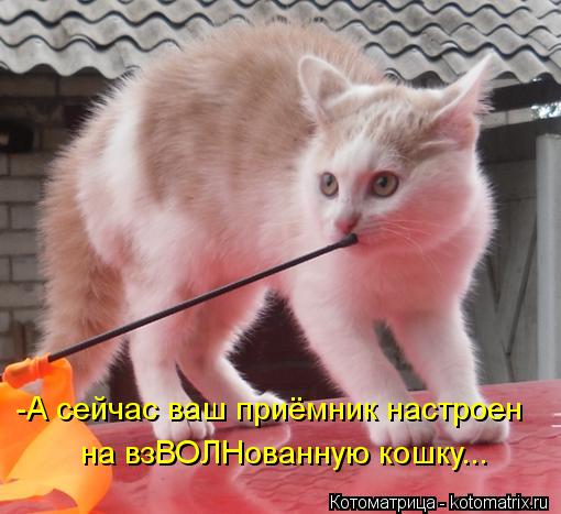 -А сейчас ваш приёмник настроен на взВОЛНованную кошку...... Котоматрица: -А сейчас ваш приёмник настроен на взВОЛНованную кошку...
