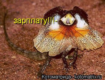 зарплату!!!- зарплату!!!-... Котоматрица: зарплату!!!- зарплату!!!-