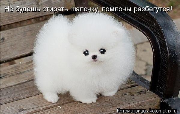 Не будешь стирать шапочку, помпоны разбегутся!... Котоматрица: Не будешь стирать шапочку, помпоны разбегутся!