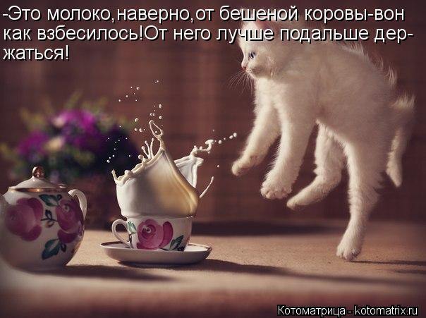 -Это молоко,наверно,от бешеной коровы-вон как взбесилось!От него лучше подальше дер- жаться!... Котоматрица: -Это молоко,наверно,от бешеной коровы-вон как взбесилось!От него лучше подальше дер- жаться!