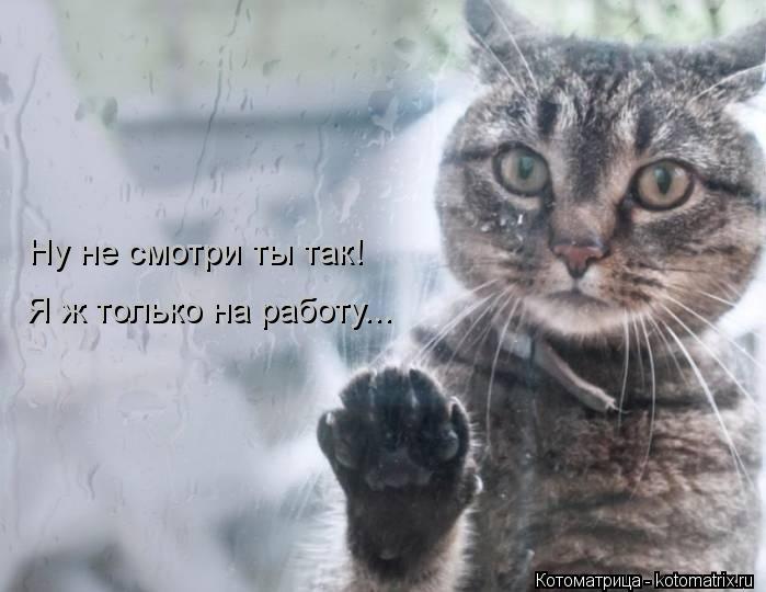 Я ж только на работу... Ну не смотри ты так!... Котоматрица: Я ж только на работу... Ну не смотри ты так!