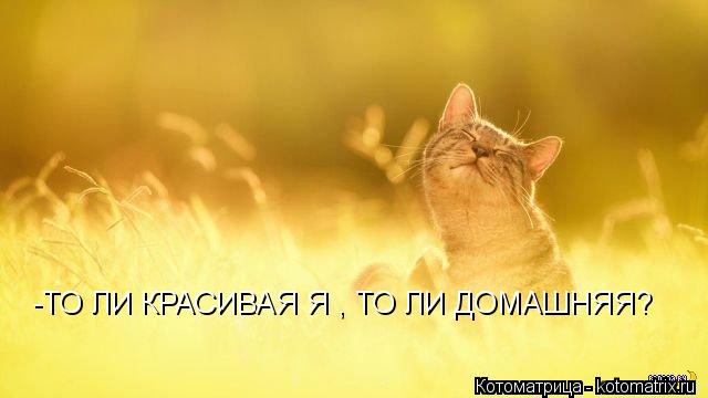 Котоматрица: -ТО ЛИ КРАСИВАЯ Я , ТО ЛИ ДОМАШНЯЯ?
