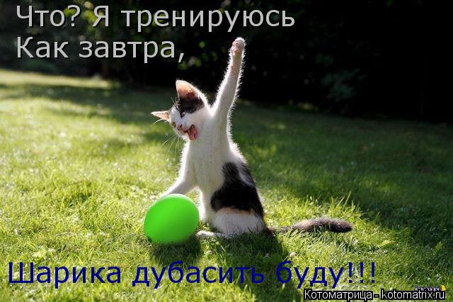 Котоматрица: Что? Я тренируюсь Как завтра, Шарика дубасить буду!!!