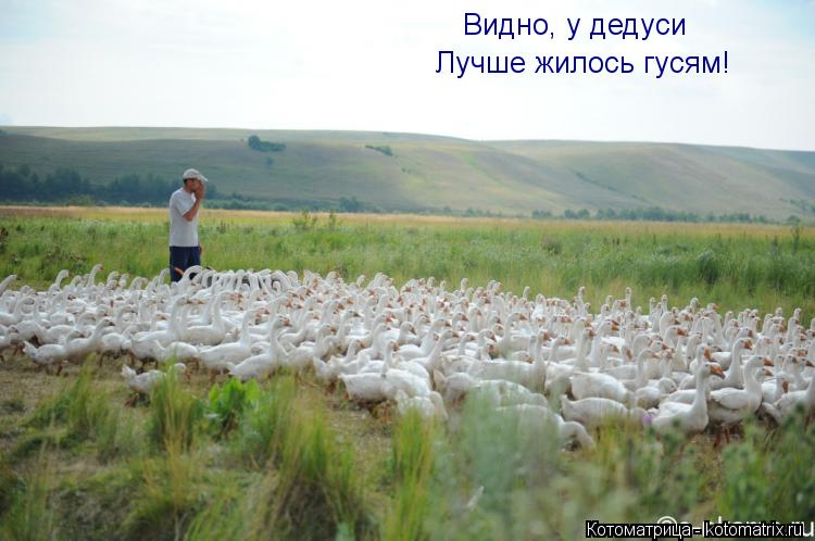 Видно, у дедуси Лучше жилось гусям!... Котоматрица: Видно, у дедуси Лучше жилось гусям!