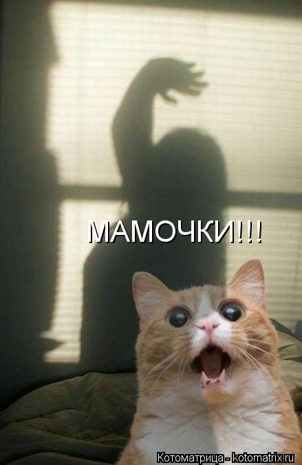 МАМОЧКИ!!!... Котоматрица: МАМОЧКИ!!!