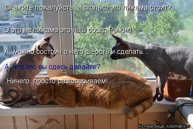 Скажите пожалуйста, а сколько это пижама стоит? О это не пижама это наш сосед Рыжик! А, можно сострич... Котоматрица: Скажите пожалуйста, а сколько это пижама стоит? О это не пижама это наш сосед Рыжик! А, можно сострич с него шерсть и сделать... А, что это вы сд