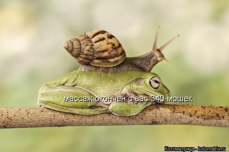 массаж окончен с вас 340 мошек... Котоматрица: массаж окончен с вас 340 мошек