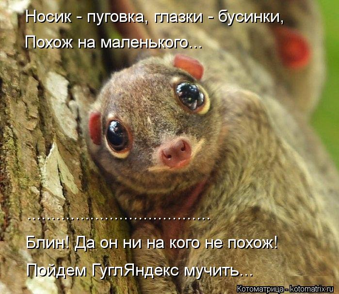...................................... Блин! Да он ни на кого не похож! Пойдем ГуглЯндекс мучить... Н... Котоматрица: ...................................... Блин! Да он ни на кого не похож! Пойдем ГуглЯндекс мучить... Носик - пуговка, глазки - бусинки, Похож на маленького...