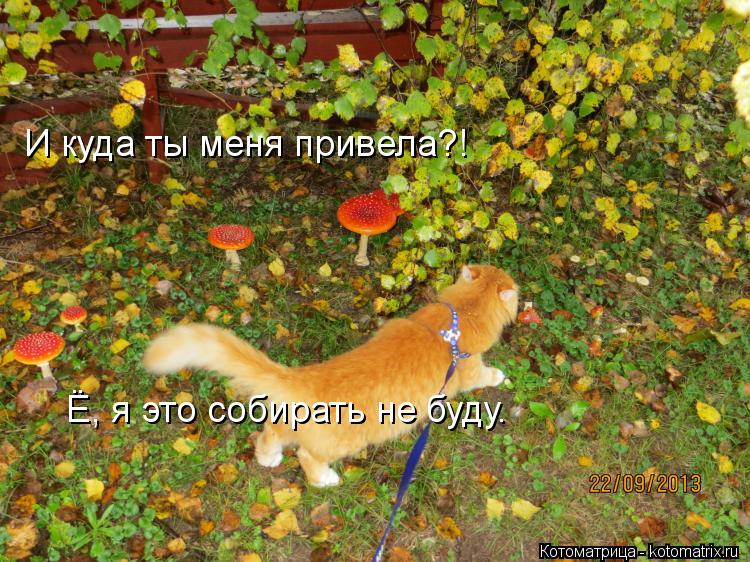 Ё, я это собирать не буду. И куда ты меня привела?!... Котоматрица: Ё, я это собирать не буду. И куда ты меня привела?!