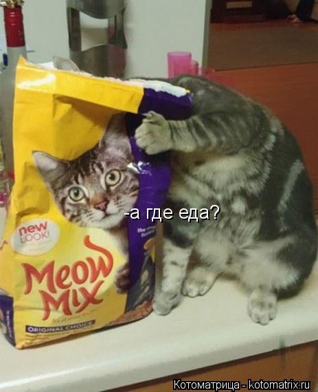 -а где еда?... Котоматрица: -а где еда?