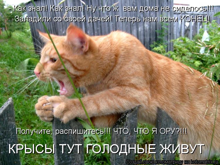 Котоматрица: - Как знал! Как знал! Ну что ж  вам дома не сиделось!!!  Заладили со своей дачей! Теперь нам всем КОНЕЦ!  Получите, распишитесь!!! ЧТО, ЧТО Я ОРУ?!!! 