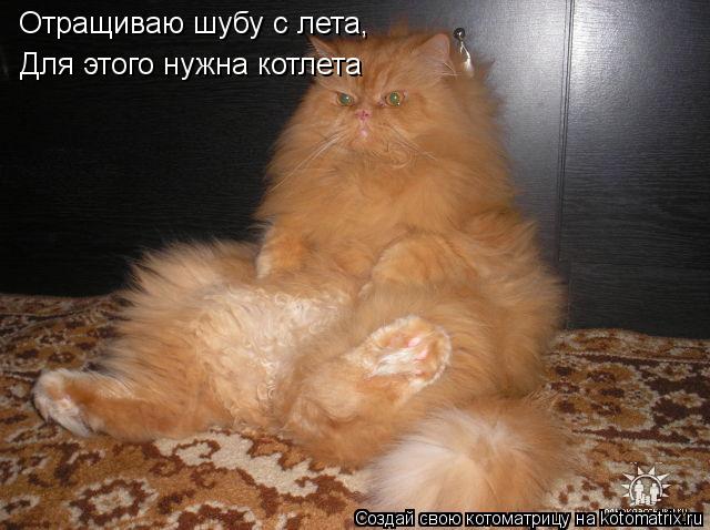 Отращиваю шубу с лета, Для этого нужна котлета... Котоматрица: Отращиваю шубу с лета, Для этого нужна котлета