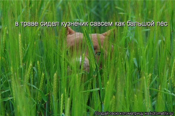 в траве сидел кузнечик савсем как бальшой пёс в траве сидел кузнечик савсем как бальшой пёс в траве с... Котоматрица: в траве сидел кузнечик савсем как бальшой пёс в траве сидел кузнечик савсем как бальшой пёс в траве сидел кузнечик савсем как бальшой пёс