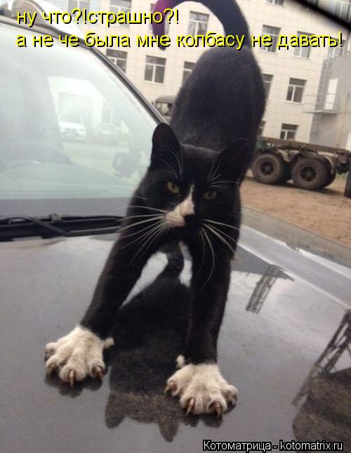ну что?!страшно?! а не че была мне колбасу не давать!... Котоматрица: ну что?!страшно?! а не че была мне колбасу не давать!
